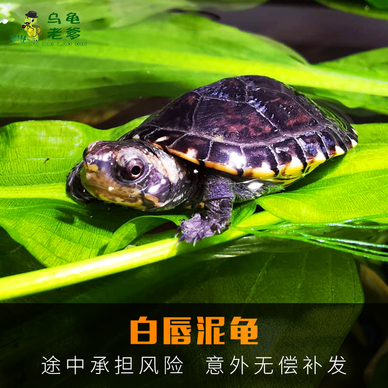 南部白唇泥龟精品苗cb现货头苗 蛋龟观赏龟活体宠物龟乌龟水龟