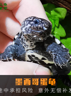 宠物小乌龟小乌龟小宠物类