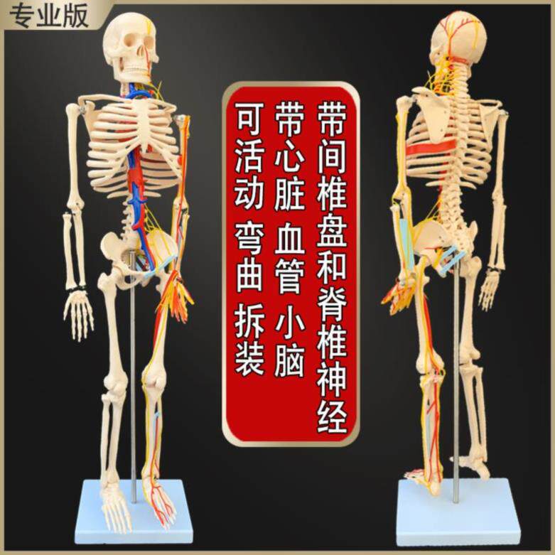 卸教关节肩关节骨骼枕骨u模经结构图神型人体膝关节椎体手学人