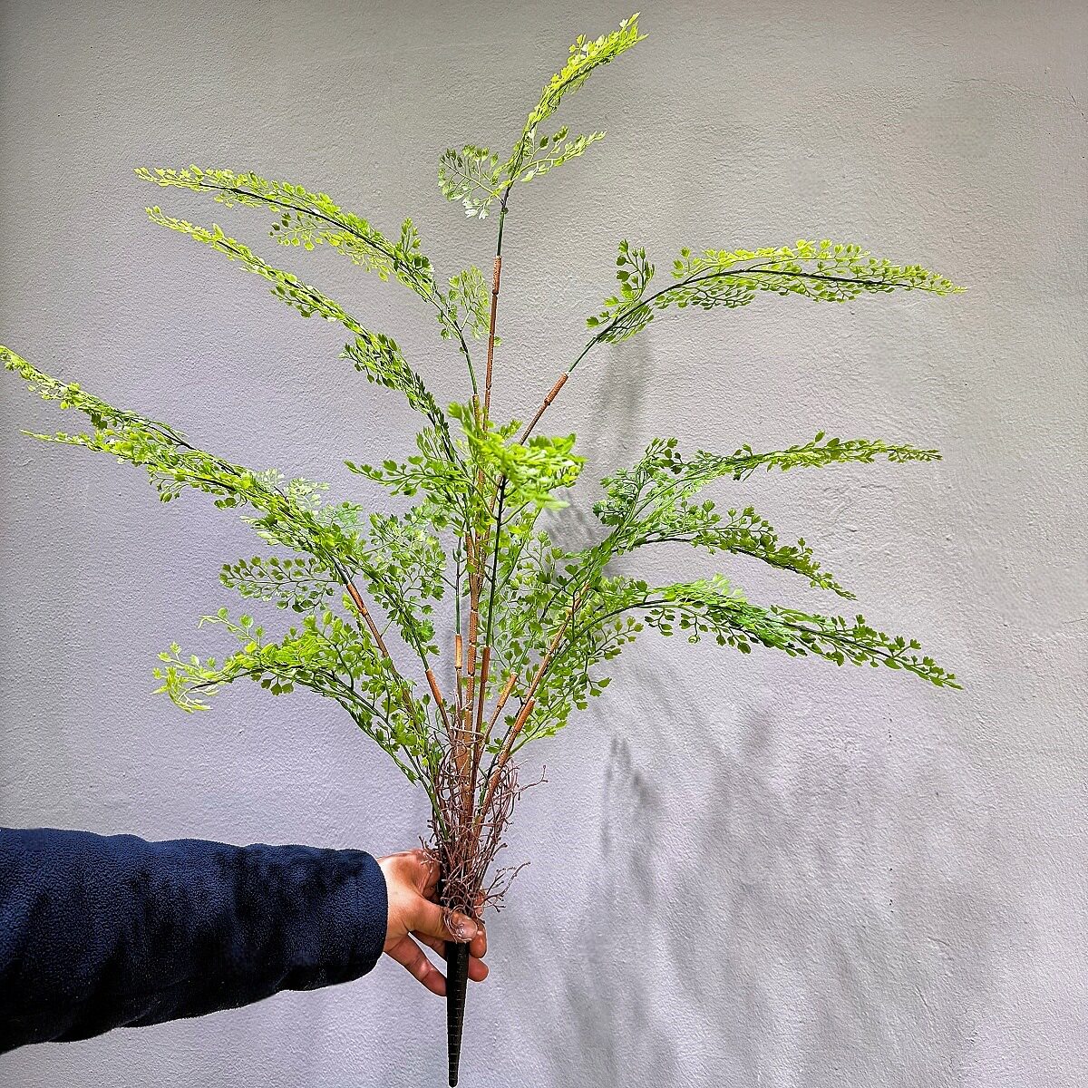 仿真防晒人造植物肾蕨波
