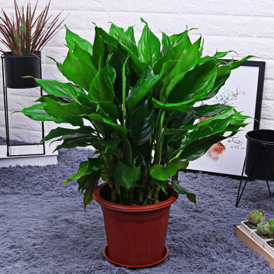 万年青植物树苗 万年青植物树苗多少钱 打折 包邮 十块购