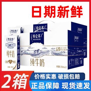 营养早餐搭配批12月产 2箱礼盒正品 蒙牛特仑苏纯牛奶250ml 12盒
