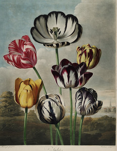 M765【英国(Robert John Thornton)花卉插图彩色版画网传图库