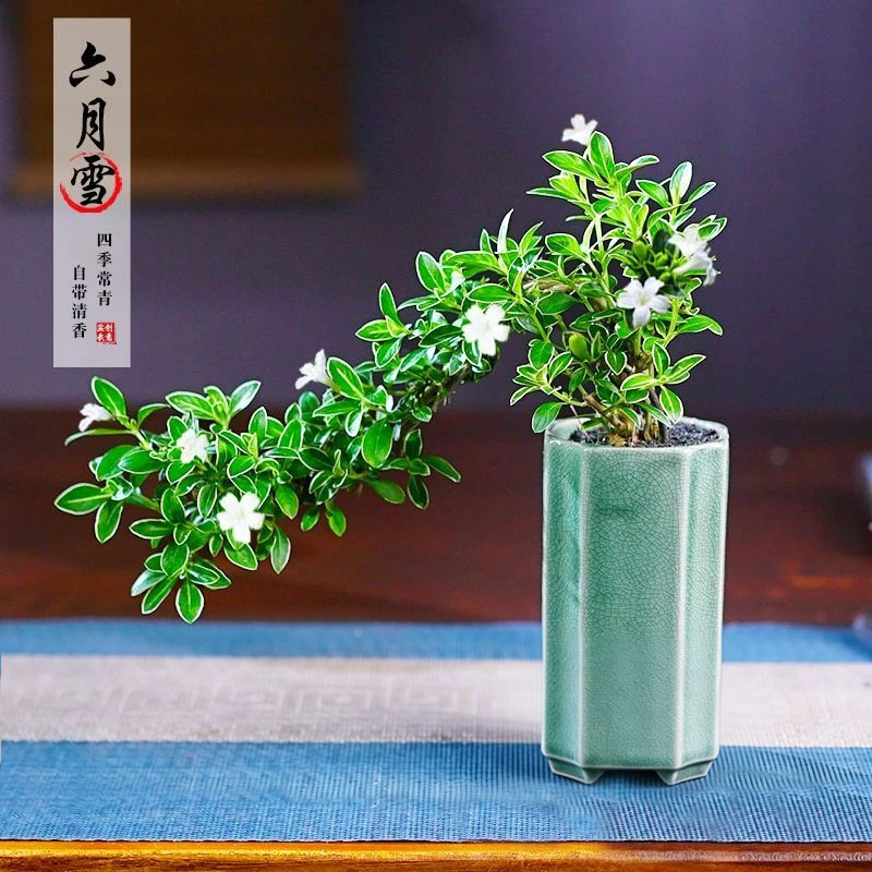 飘枝六月雪造型款花卉四季常青净化空气客厅茶几室内简约绿植盆栽图片