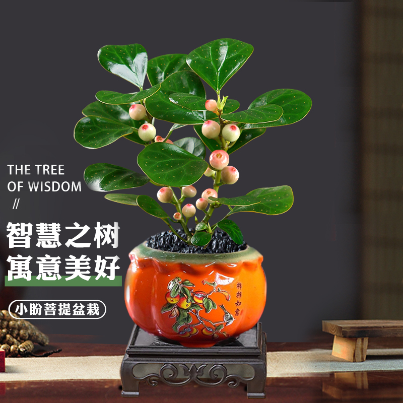 小盼菩提树带果盆景植物四季常青室内盆栽禅意摆件办公室客厅桌面