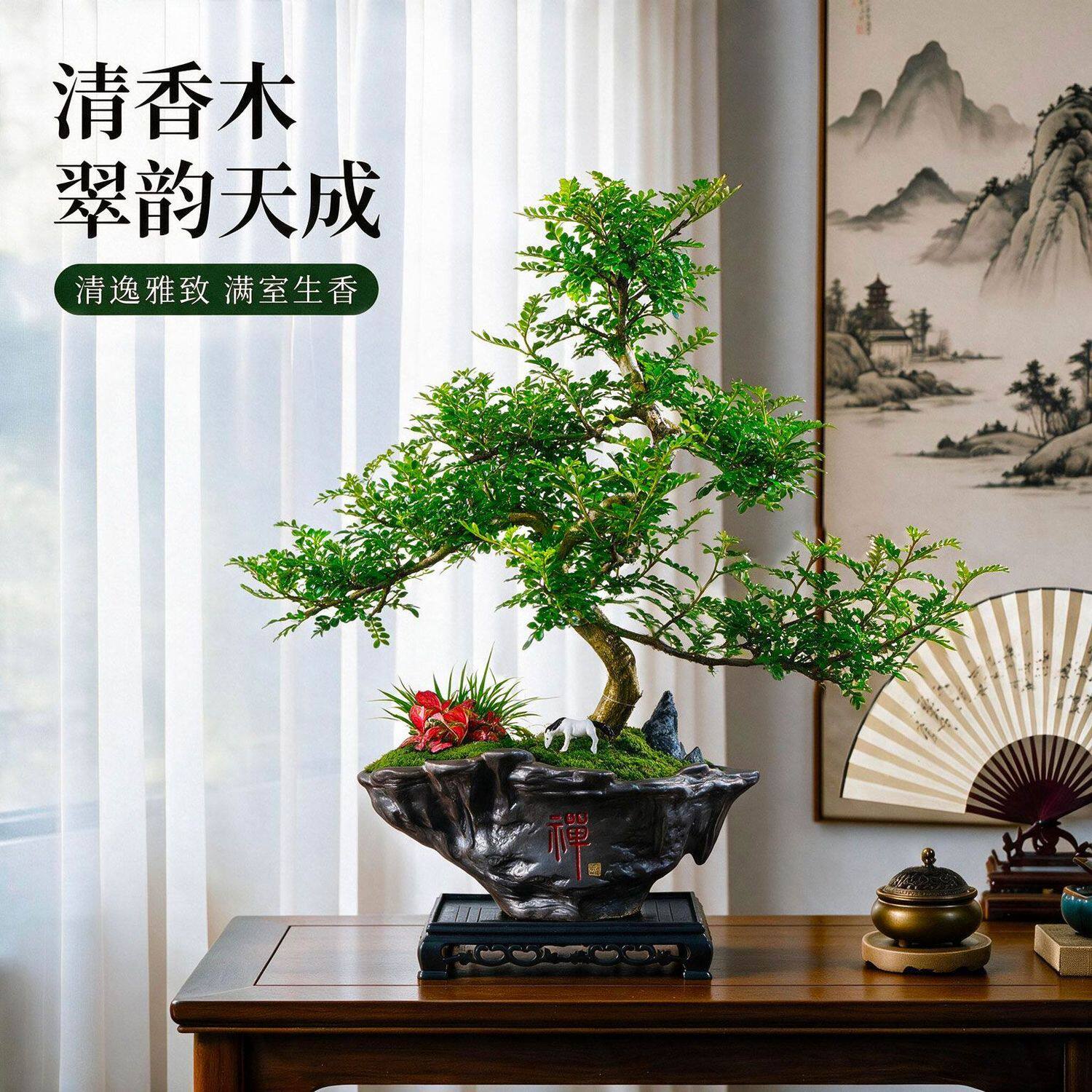 清香胡椒木盆栽办公植物室内花卉桌面绿植四季常青盆景