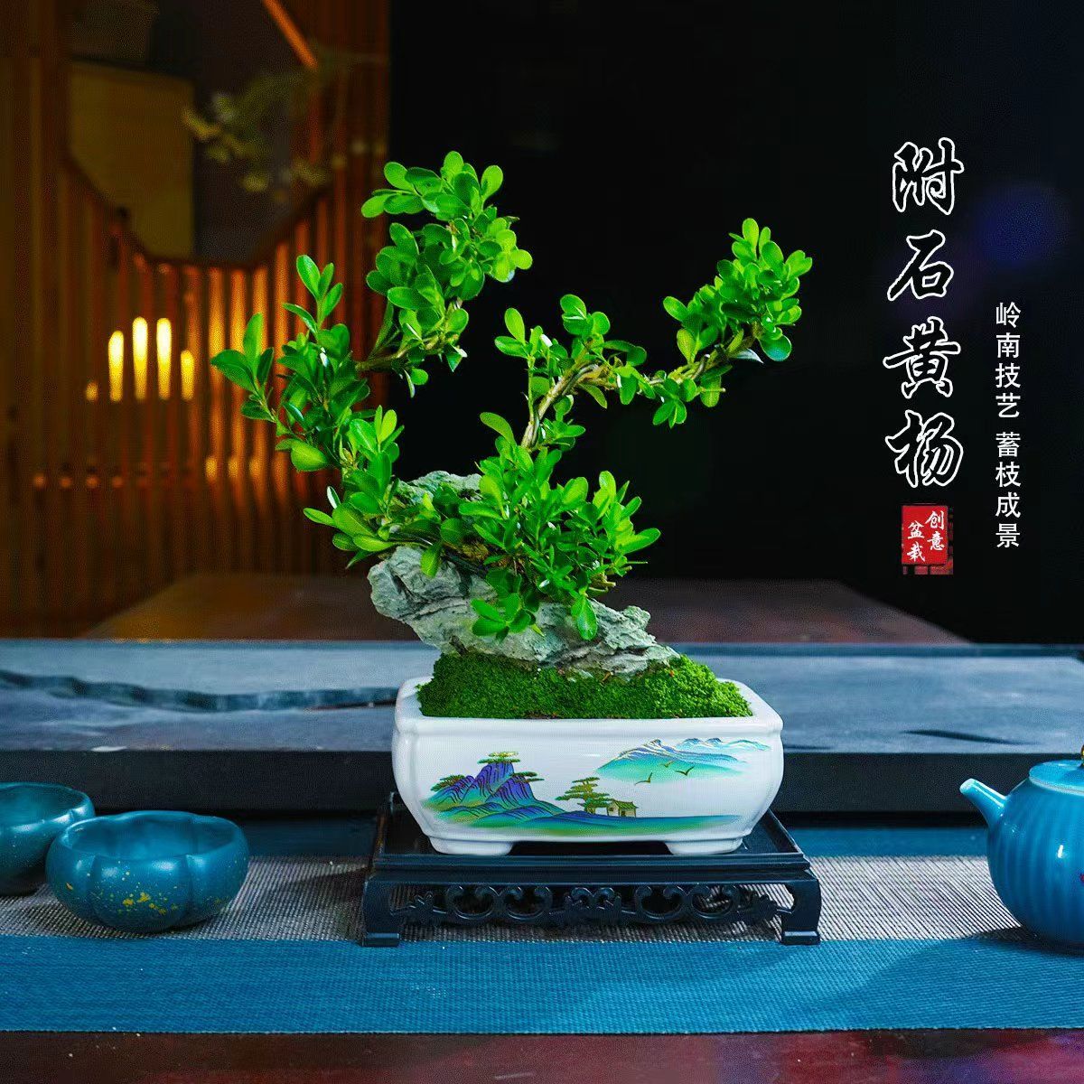 附石黄杨盆景花卉绿植盆栽净化空气植物四季常青观赏