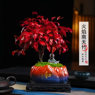 火焰南天竹客厅绿植桌面盆栽好养易活禅意创意盆景 越冷越红