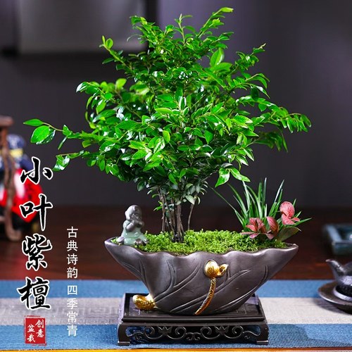 小叶黑骨茶紫檀盆景植物老桩盆栽办公室内花卉绿植好养活四季常青