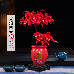 高低火焰南天竹客厅绿植桌面盆栽好养易活禅意盆景 越冷越红