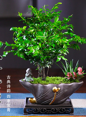 小叶黑骨茶紫檀盆景植物老桩盆栽办公室内花卉绿植好养活四季常青