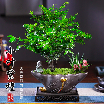小叶黑骨茶紫檀盆景植物老桩盆栽办公室内花卉绿植好养活四季常青
