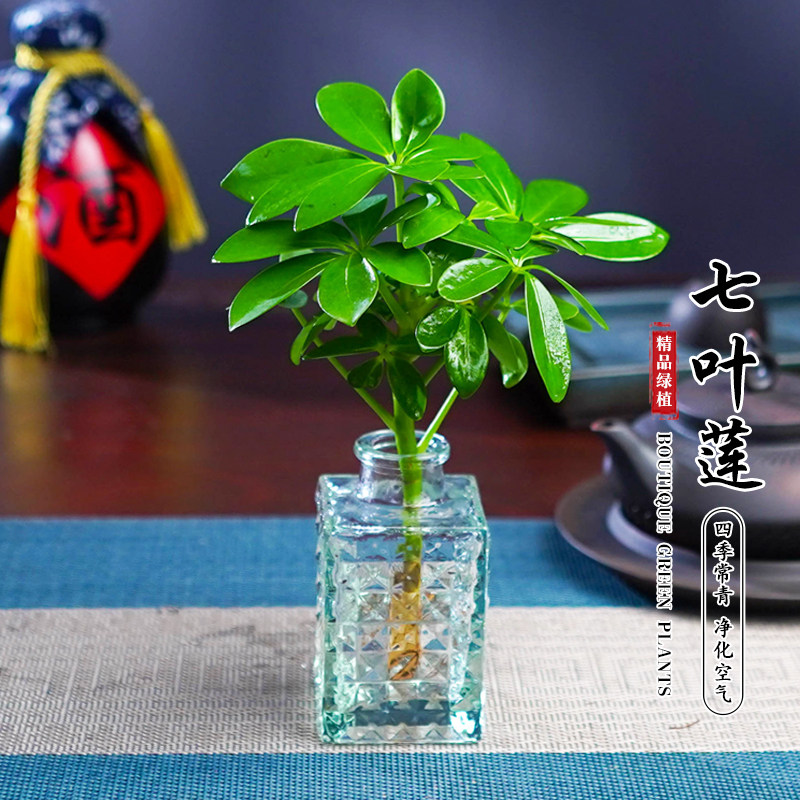 七叶莲盆栽水培绿植八方来财鸭脚木室内花卉苗植物净化空气