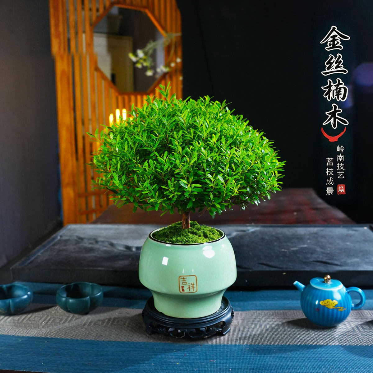 赤楠盆景花卉绿植盆栽净化空气植物四季常青观赏