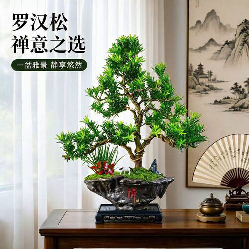 罗汉松盆景老桩植物盆栽雀舌造型树室内花客厅绿植桌面
