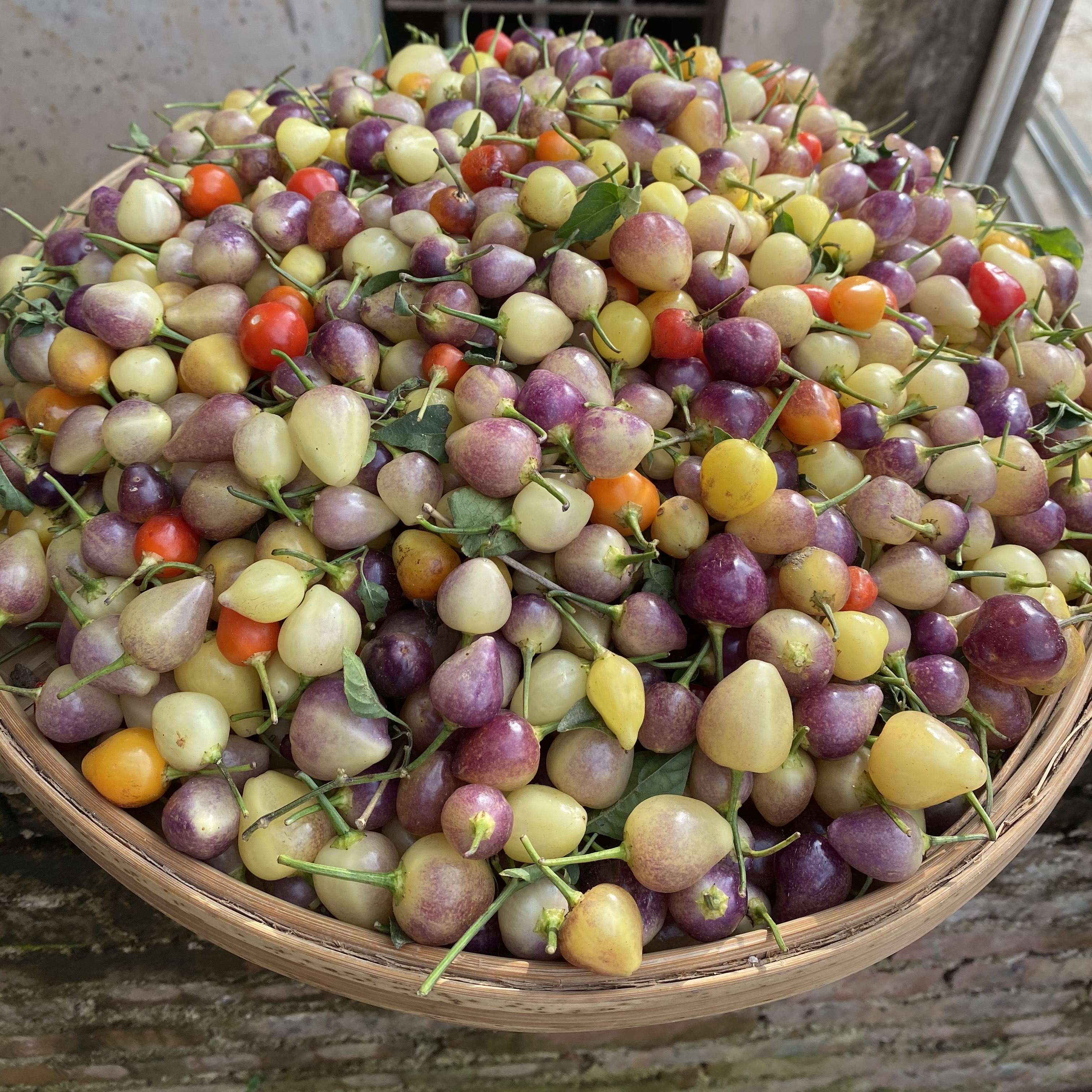 现摘新鲜五彩椒辣椒小灯笼椒现摘七彩椒五色椒广西酱香泡椒3斤5斤