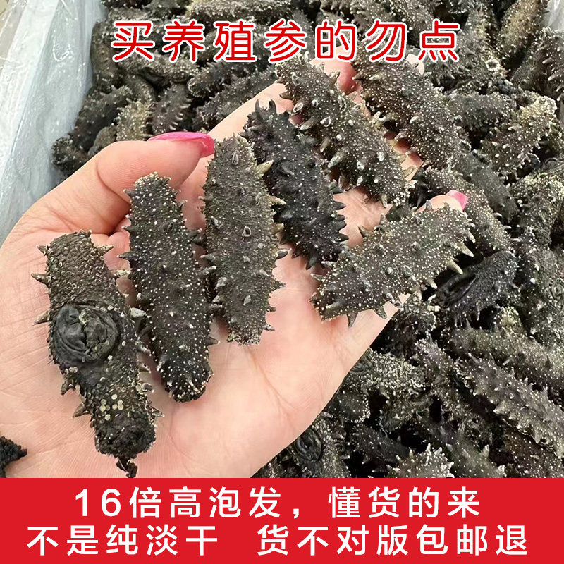 大连9年野生淡干海参干货500g深海辽刺参海渗叁非即食一斤装特价