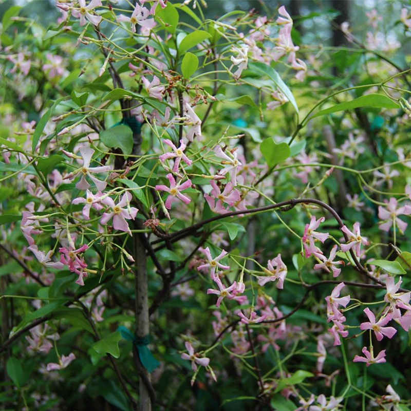 浓香风车茉莉爬藤植物大苗庭院爬墙四季开花苗老桩耐寒常青不落叶