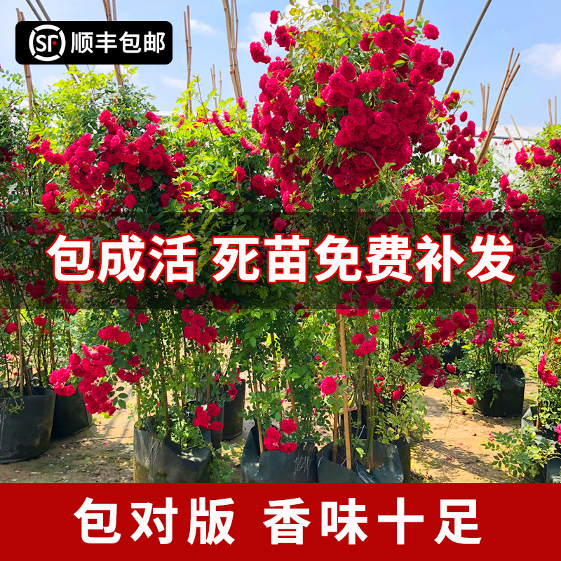 重瓣甜蜜红木香花红色木香花苗爬藤植物四季开花白黄木香大苗盆栽