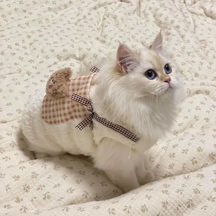 猫咪衣服冬季保暖加绒加厚背心金渐层蓝猫布偶猫幼猫可爱宠物服饰
