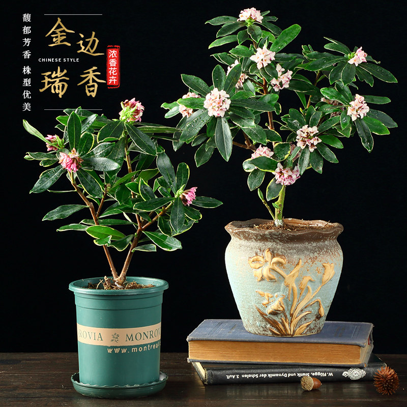 金边瑞香盆栽浓香型带花苞耐寒花卉室内植物客厅老桩盆景冬季好养
