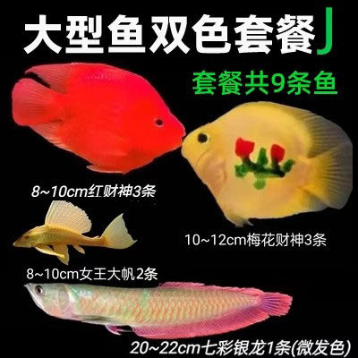 无选项热带鱼热带公母