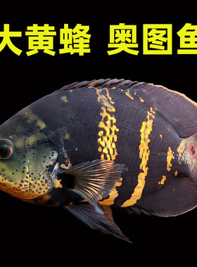 精品野图大黄蜂南美进口k纹七星奥利诺科奥图鱼地图血火麒麟鱼