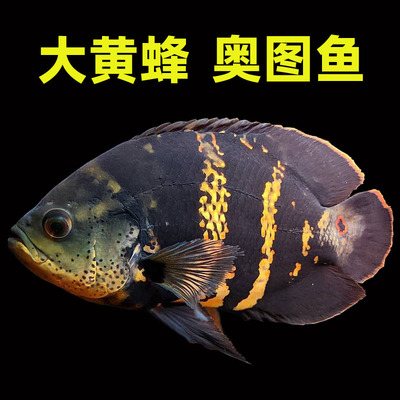 野图大黄蜂南美进口地图鱼