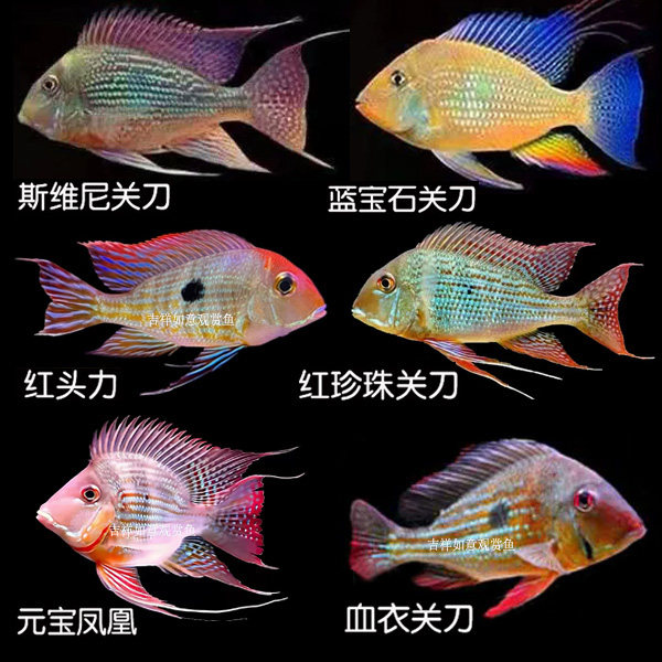 斯维尼关刀鱼南美食土鲷蓝宝石观赏鱼元宝凤凰鱼和尚红眼白子苗子