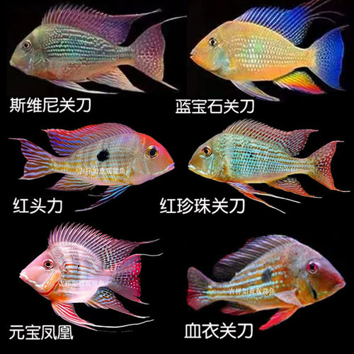 斯维尼蓝宝石和尚红眼苗子凤凰鱼
