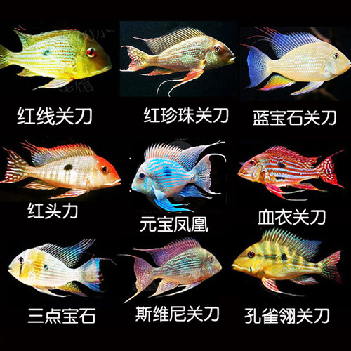 斯维尼蓝宝石和尚红眼苗子凤凰鱼