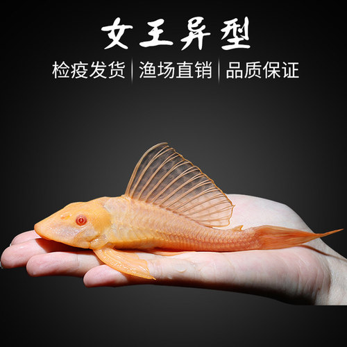 鱼活体热带鱼清道夫公母热带鱼