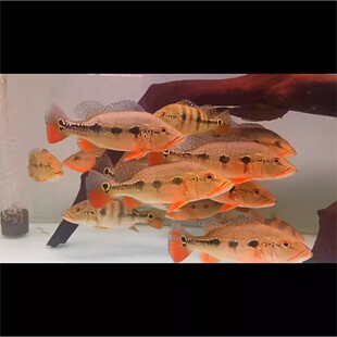 FOGO火焰三间活鱼观赏鱼 热带鱼