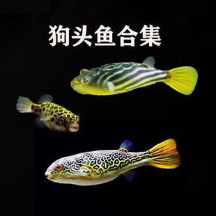 狗头鱼 斑马狗头鱼 皇冠狗头鱼 麒麟狗头鱼 超萌斑马狗头鱼