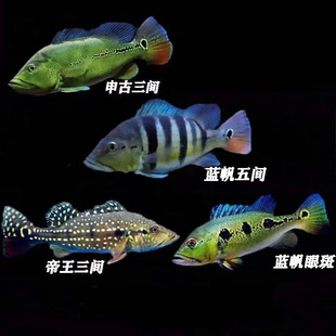 蓝帆眼斑鱼活体蓝帆五间帝王三间鱼申古三间 FOGO火焰三间热带鱼
