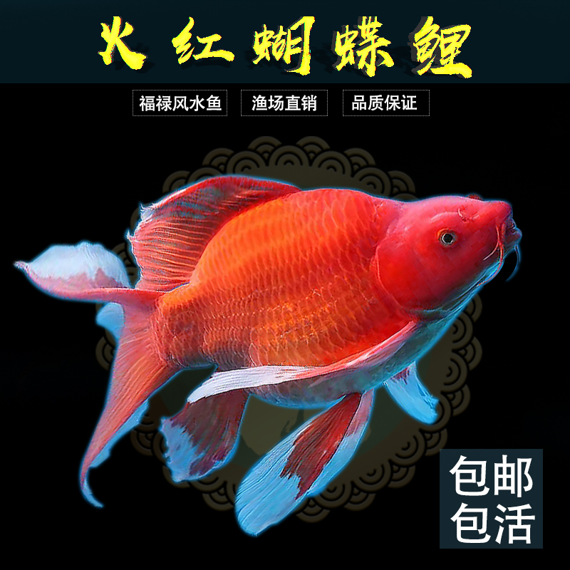 火红红色蝴蝶鲤球体形中国红彩色黄金色黑彗星色黄金火凤凰熊猫