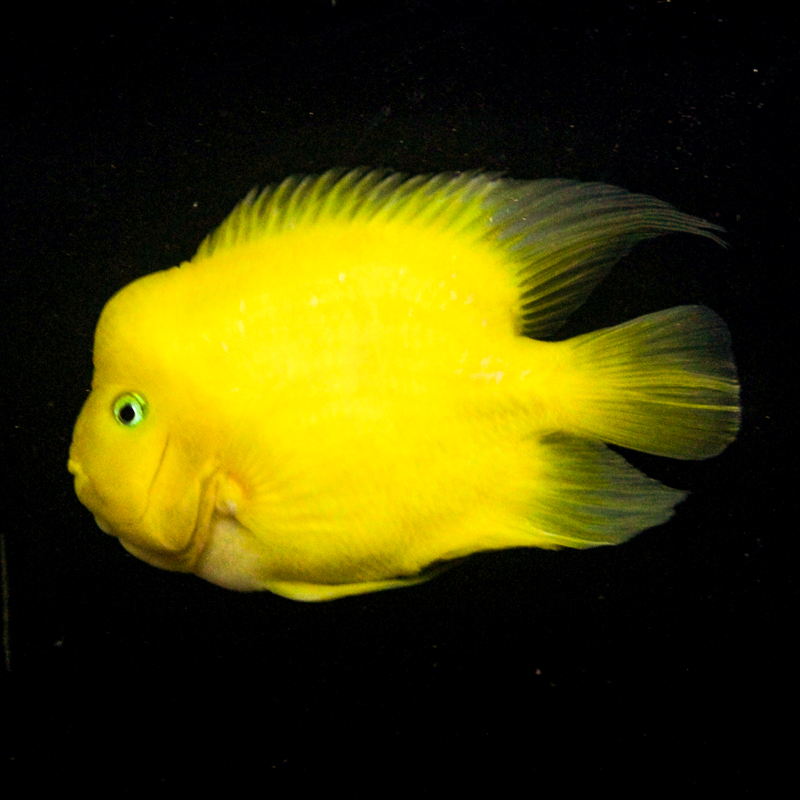台湾黄色大型观赏鱼鹦鹉鱼