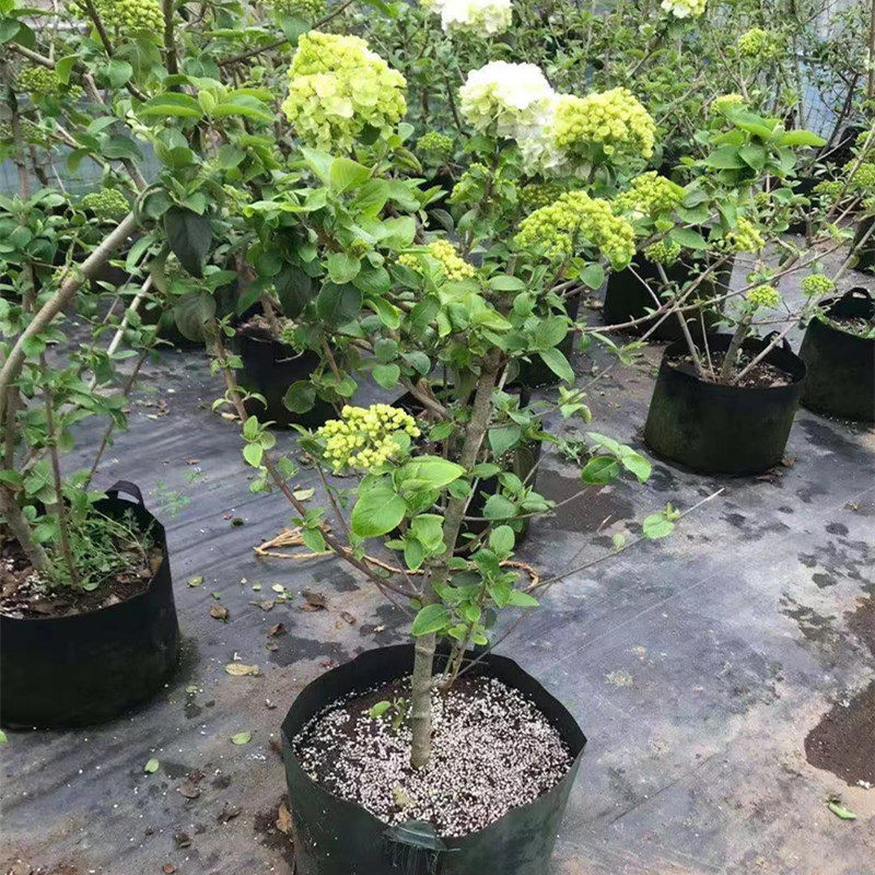 中华木绣球别墅庭院花卉木本绣球花苗白色大花绣球斗球花树苗耐寒