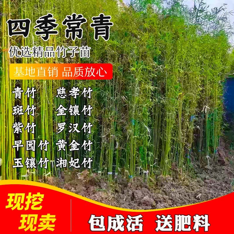 四季竹子苗家养大型黑黄金盆栽庭院绿化常青树苗北方耐寒植物