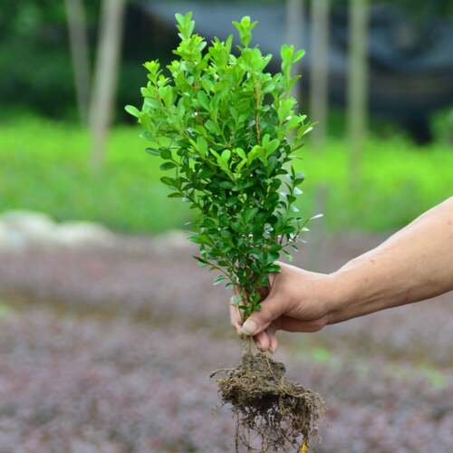 小黄杨树苗北海道绿植园林万年青