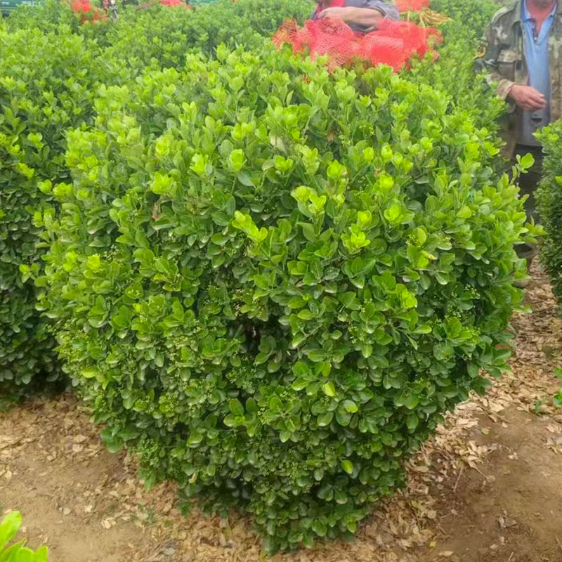 大叶冬青球四季常青地栽耐寒植物花卉球型庭院围墙篱笆树绿化苗木-封面