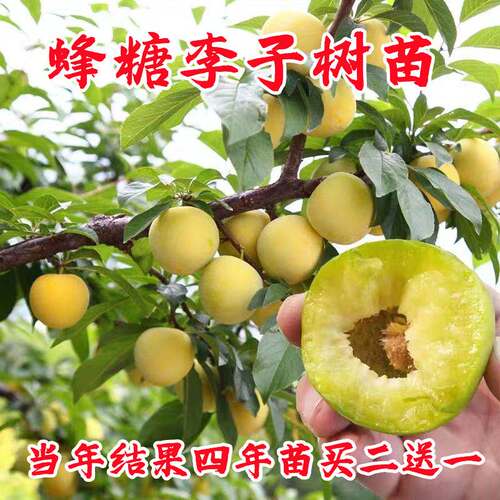 正宗蜂糖李子树苗贵州脱