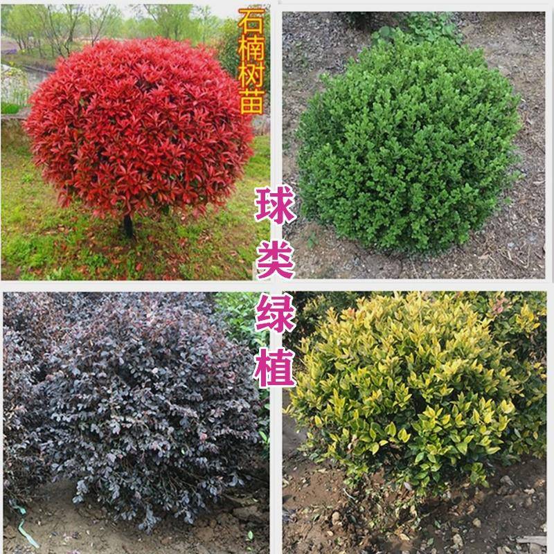 黄杨球红叶石楠树苗花继木状绿
