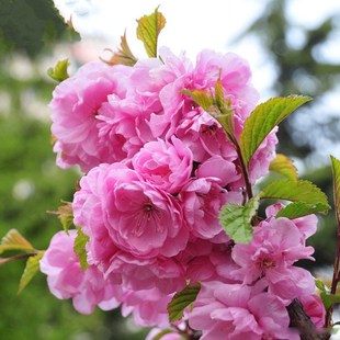 满天星重瓣小桃红榆叶梅美人梅红梅绿梅树苗适合南北方行道树种植