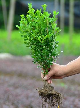 小叶瓜子黄杨球树苗万年青冬青绿篱苗大叶冬青庭院四季常青耐寒