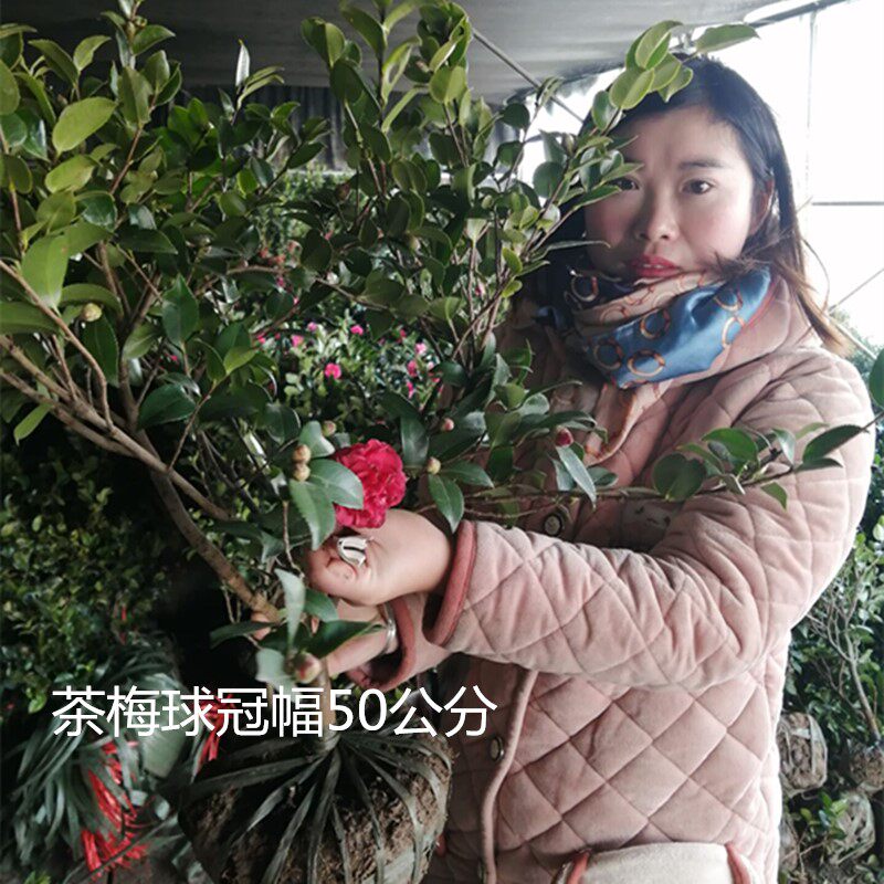 茶梅树苗红花茶梅粉红茶梅四季常青耐寒茶花茶梅球茶梅花庭院绿化