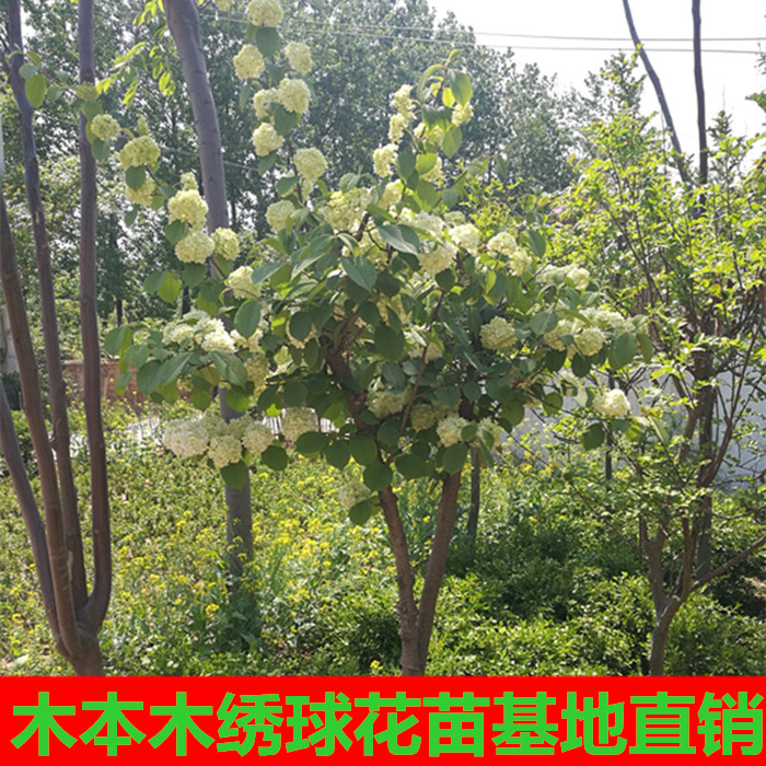 木本植物木绣球花苗木本绣球花绣球花树苗庭院绿化苗木盆栽花苗-封面