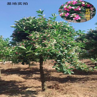 五彩锦带花树红王子锦带花苗别墅庭院绿化树苗耐寒抗旱盆栽地栽苗