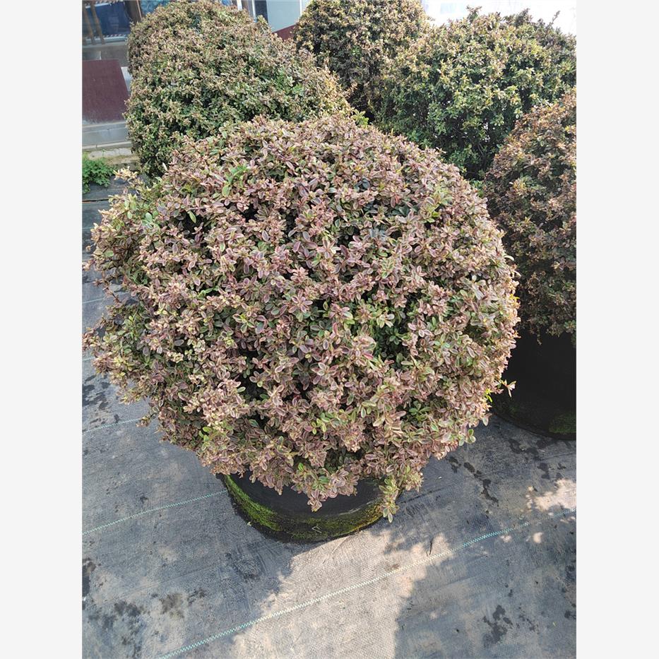 小丑火棘龟甲冬青亮金女贞先令完