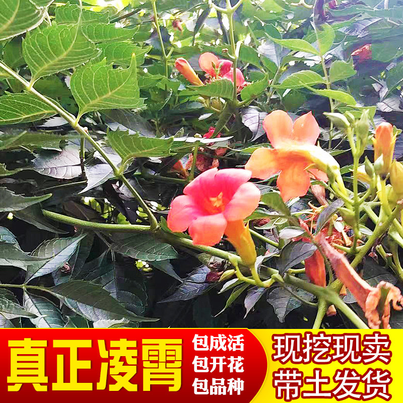 爬藤植物庭院四季耐寒凌霄花苗图片